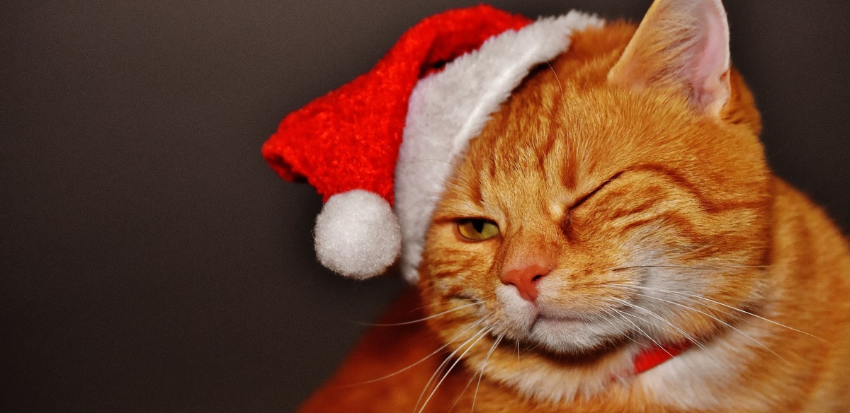 Why do Polish animals talk on Christmas Eve? | The Krakow Post