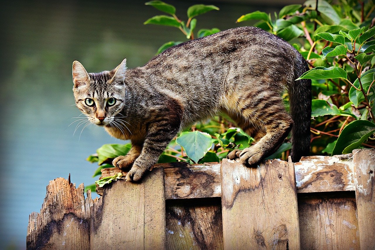 Worried about stray cats in winter? Here's how you can help | The Krakow  Post
